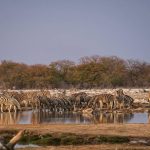 Safari namibie botswana : deux destinations pour une aventure unique