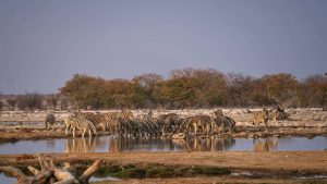 Safari namibie botswana : deux destinations pour une aventure unique