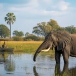 Safari botswana okavango delta : les incontournables à découvrir