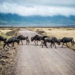 Safari en tanzanie : les incontournables entre serengeti, ngorongoro et tarangire