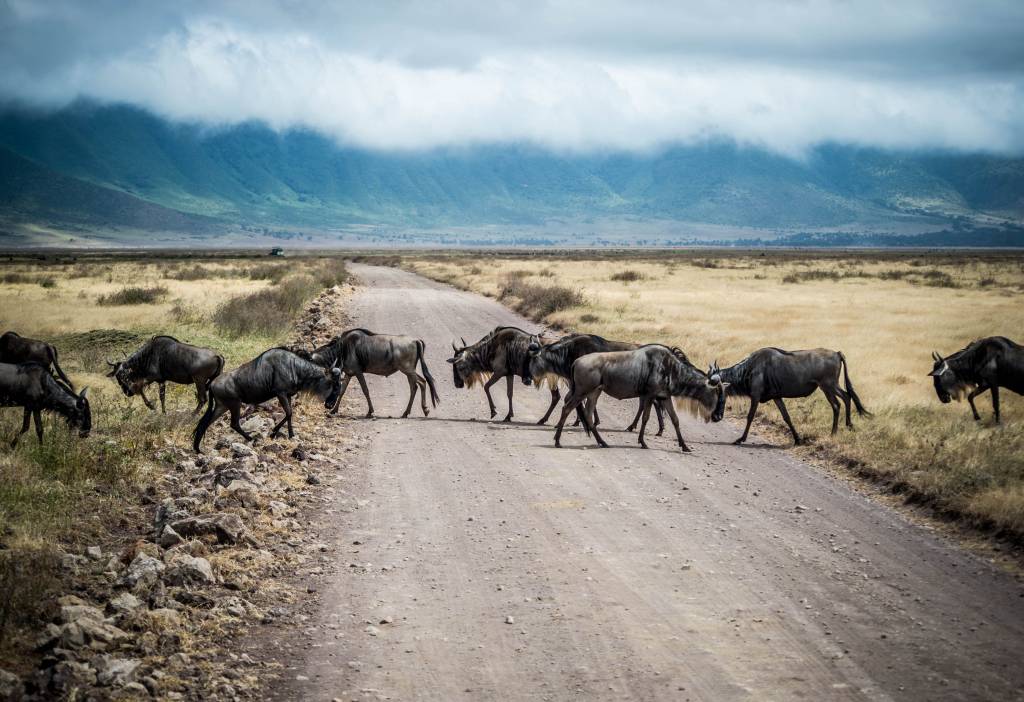 Safari en tanzanie : les incontournables entre serengeti, ngorongoro et tarangire